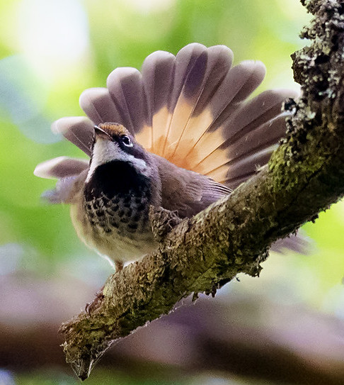 Pacific islands birds